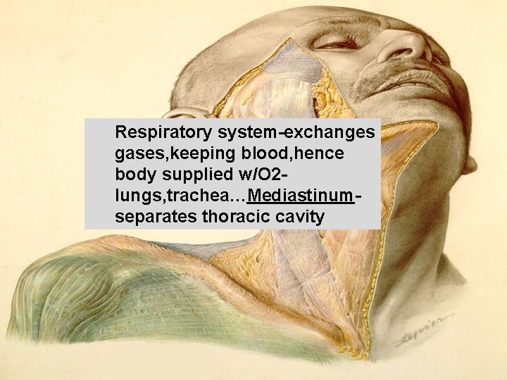 Respiratory system exchanges gases, keeping blood, hence body supplied w/O 2 lungs, trachea…Mediastinum separates Respiratory system exchanges gases, keeping blood, hence body supplied w/O 2 lungs, trachea…Mediastinum separates
