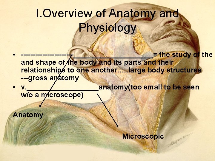 I. Overview of Anatomy and Physiology • __________= the study of the s and I. Overview of Anatomy and Physiology • __________= the study of the s and