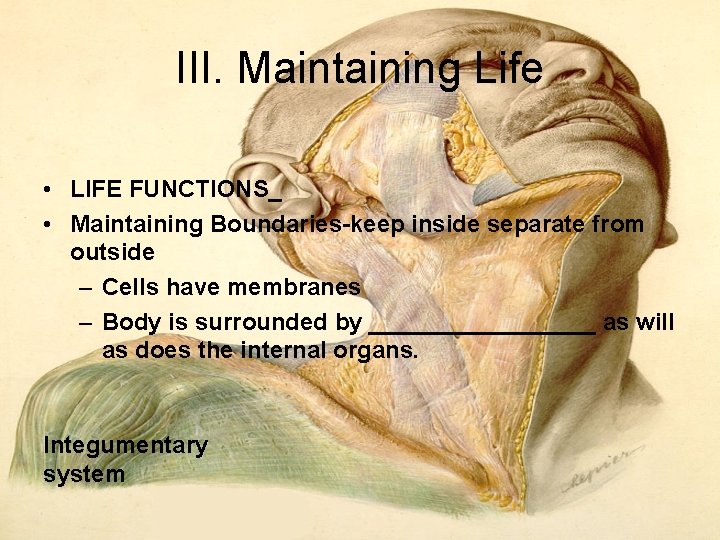 III. Maintaining Life • LIFE FUNCTIONS_ • Maintaining Boundaries keep inside separate from outside III. Maintaining Life • LIFE FUNCTIONS_ • Maintaining Boundaries keep inside separate from outside