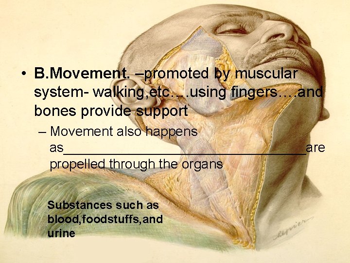 • B. Movement. –promoted by muscular system- walking, etc…. using fingers…. and bones • B. Movement. –promoted by muscular system- walking, etc…. using fingers…. and bones