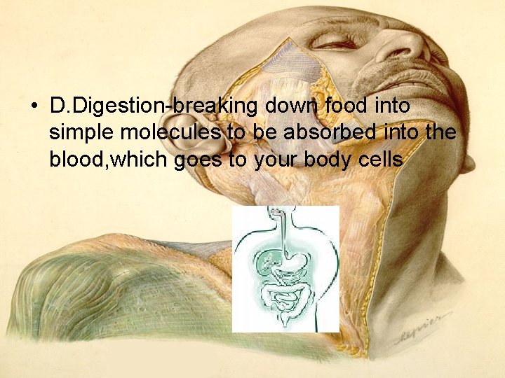 • D. Digestion-breaking down food into simple molecules to be absorbed into the • D. Digestion-breaking down food into simple molecules to be absorbed into the