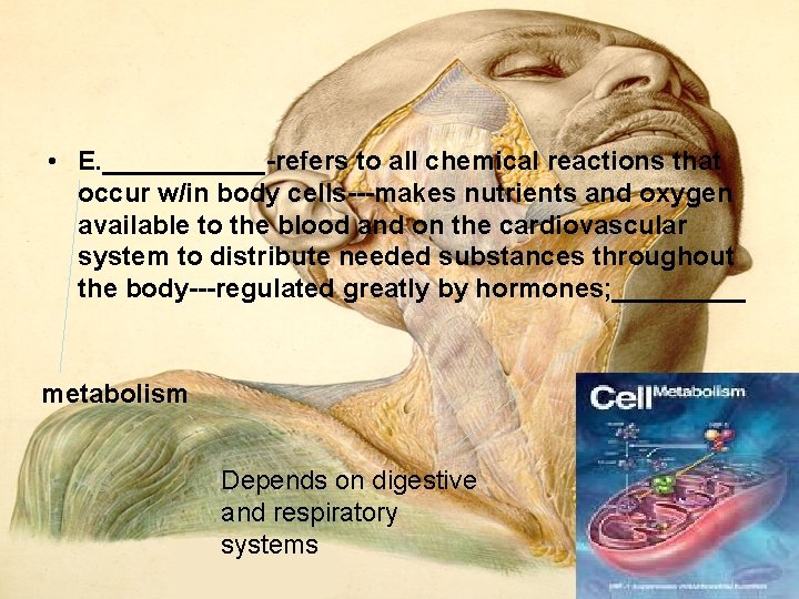 • E. ______ refers to all chemical reactions that occur w/in body cells • E. ______ refers to all chemical reactions that occur w/in body cells