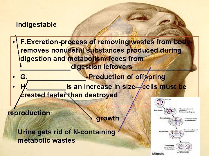 indigestable • F. Excretion process of removing wastes from body removes nonuseful substances produced indigestable • F. Excretion process of removing wastes from body removes nonuseful substances produced