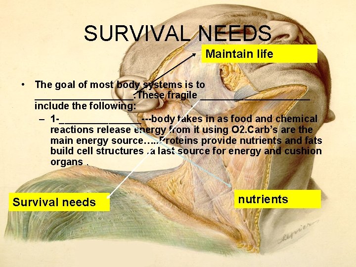 SURVIVAL NEEDS Maintain life • The goal of most body systems is to _________. SURVIVAL NEEDS Maintain life • The goal of most body systems is to _________.