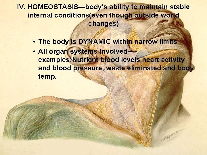 IV. HOMEOSTASIS—body’s ability to maintain stable internal conditions(even though outside world changes) • The IV. HOMEOSTASIS—body’s ability to maintain stable internal conditions(even though outside world changes) • The