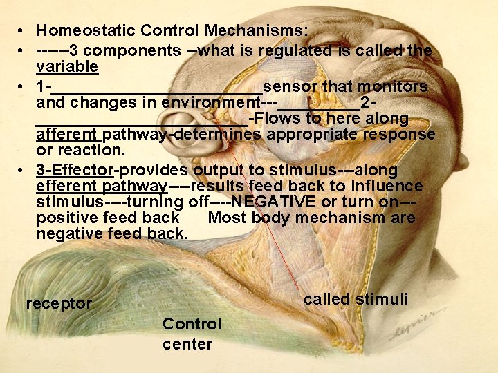 • Homeostatic Control Mechanisms: • 3 components what is regulated is called the • Homeostatic Control Mechanisms: • 3 components what is regulated is called the
