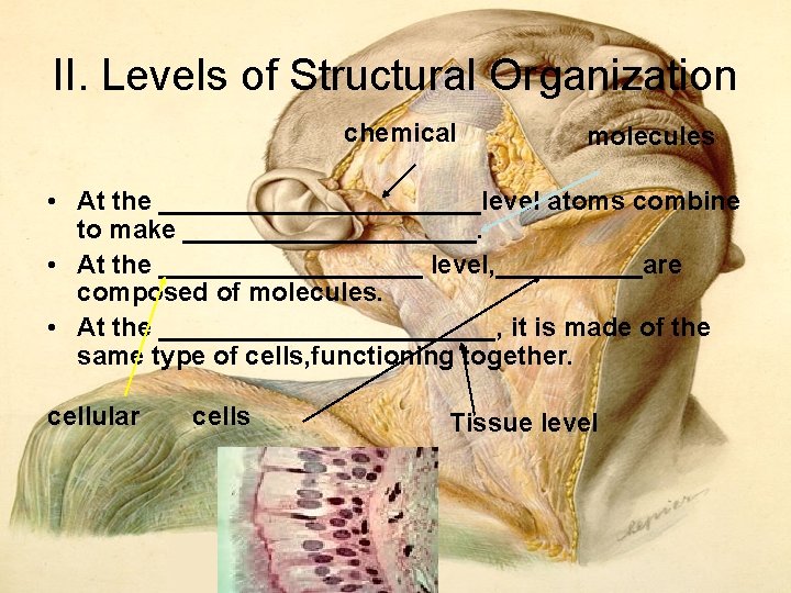 II. Levels of Structural Organization chemical molecules • At the ___________level atoms combine to II. Levels of Structural Organization chemical molecules • At the ___________level atoms combine to
