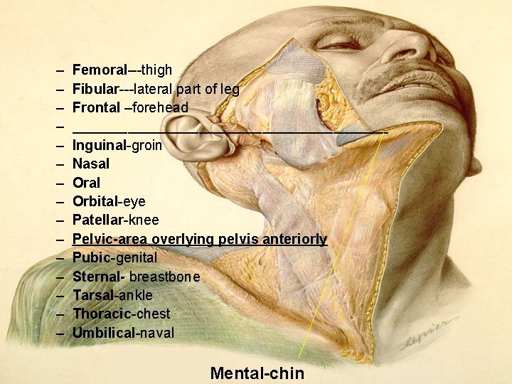 – – – – Femoral---thigh Fibular---lateral part of leg Frontal –forehead ____________________ Inguinal-groin Nasal – – – – Femoral---thigh Fibular---lateral part of leg Frontal –forehead ____________________ Inguinal-groin Nasal