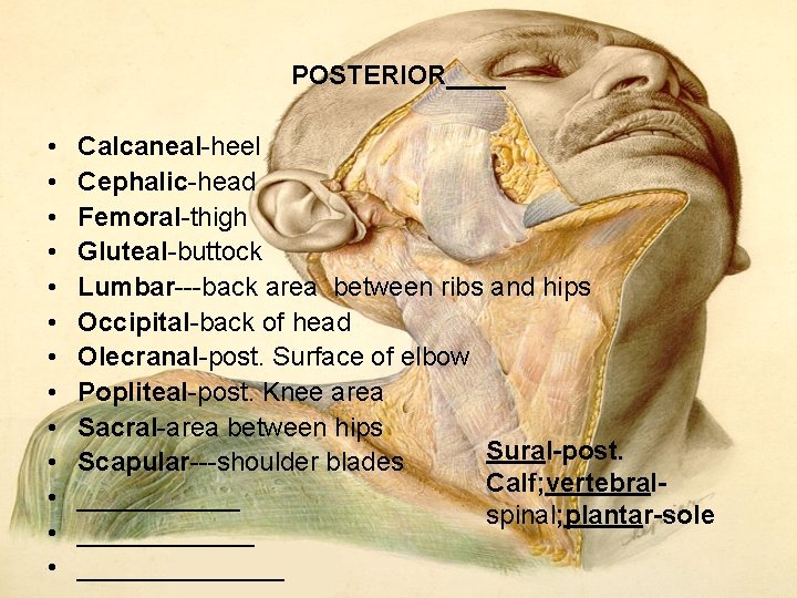 POSTERIOR____ • • • • Calcaneal-heel Cephalic-head Femoral-thigh Gluteal-buttock Lumbar---back area between ribs and POSTERIOR____ • • • • Calcaneal-heel Cephalic-head Femoral-thigh Gluteal-buttock Lumbar---back area between ribs and