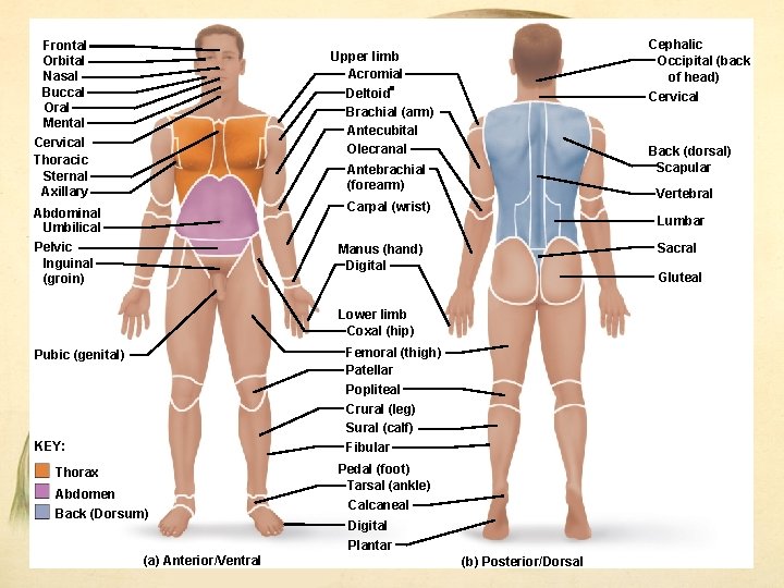 Frontal Orbital Nasal Buccal Oral Mental Cervical Thoracic Sternal Axillary Cephalic Occipital (back of Frontal Orbital Nasal Buccal Oral Mental Cervical Thoracic Sternal Axillary Cephalic Occipital (back of