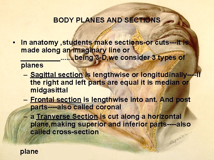 BODY PLANES AND SECTIONS • In anatomy , students make sections or cuts it BODY PLANES AND SECTIONS • In anatomy , students make sections or cuts it