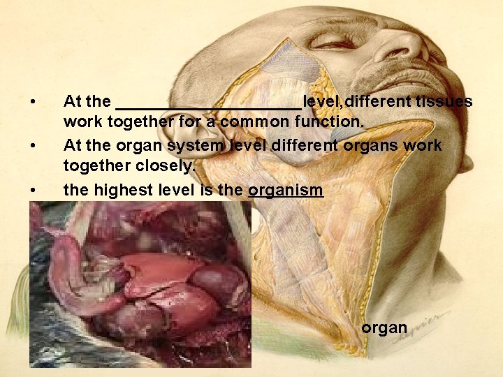 • • • At the __________level, different tissues work together for a common • • • At the __________level, different tissues work together for a common