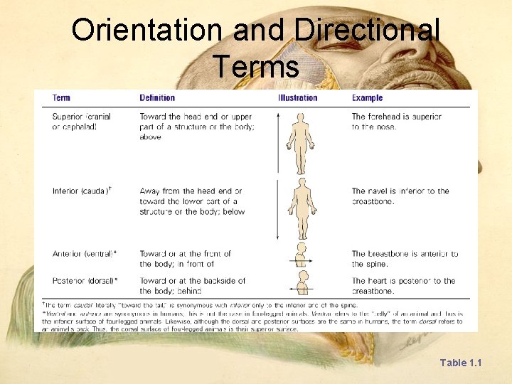 Orientation and Directional Terms Table 1. 1 Orientation and Directional Terms Table 1. 1