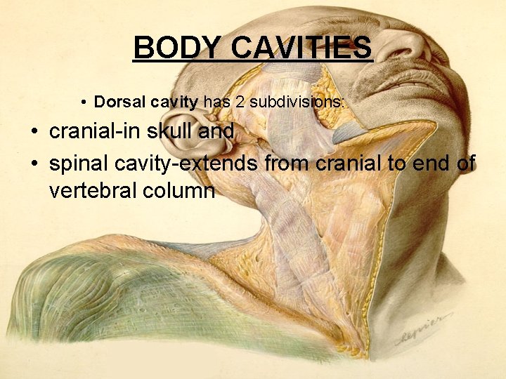 BODY CAVITIES • Dorsal cavity has 2 subdivisions: • cranial-in skull and • spinal BODY CAVITIES • Dorsal cavity has 2 subdivisions: • cranial-in skull and • spinal