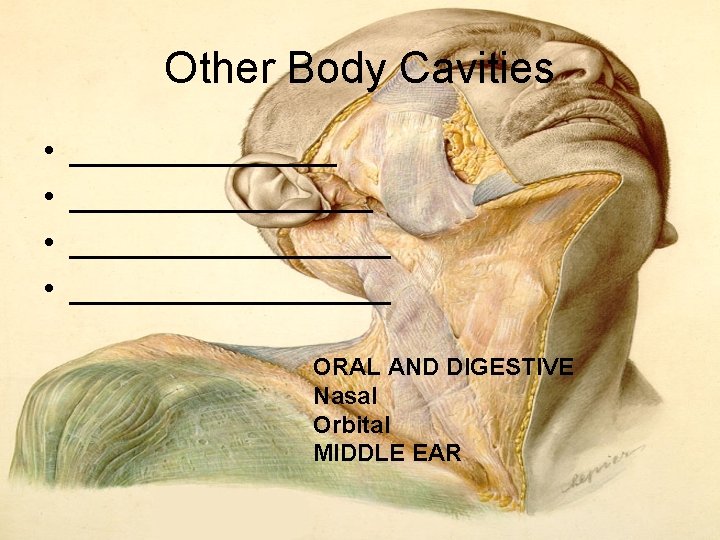 Other Body Cavities • • __________________ ORAL AND DIGESTIVE Nasal Orbital MIDDLE EAR Other Body Cavities • • __________________ ORAL AND DIGESTIVE Nasal Orbital MIDDLE EAR