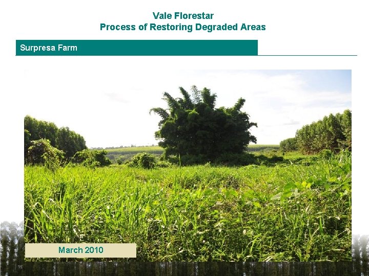 Vale Florestar Process of Restoring Degraded Areas Surpresa Farm March 2010 15 
