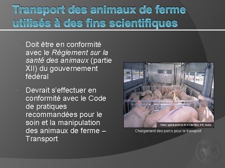 Transport des animaux de ferme utilisés à des fins scientifiques Doit être en conformité