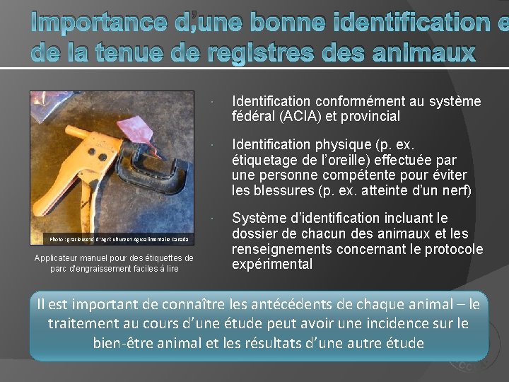 Importance d’une bonne identification e de la tenue de registres des animaux Photo :