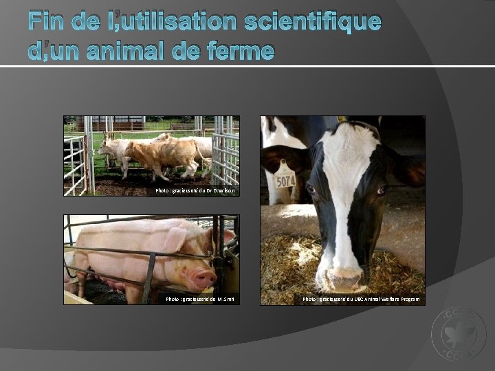 Fin de l’utilisation scientifique d’un animal de ferme Photo : gracieuseté du Dr D.