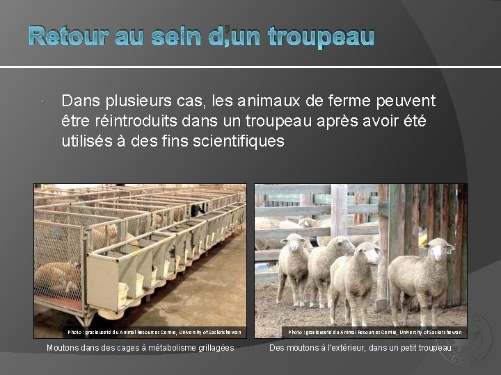 Retour au sein d’un troupeau Dans plusieurs cas, les animaux de ferme peuvent être