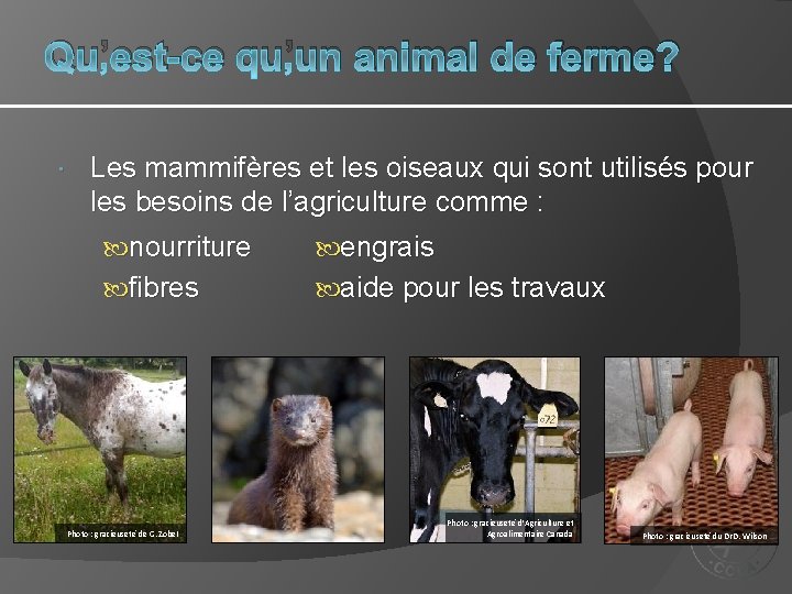 Qu’est-ce qu’un animal de ferme? Les mammifères et les oiseaux qui sont utilisés pour