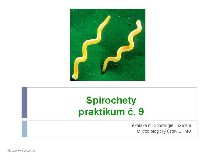 Spirochety praktikum č. 9 Lékařská mikrobiologie – cvičení Mikrobiologický ústav LF MU http: //www.
