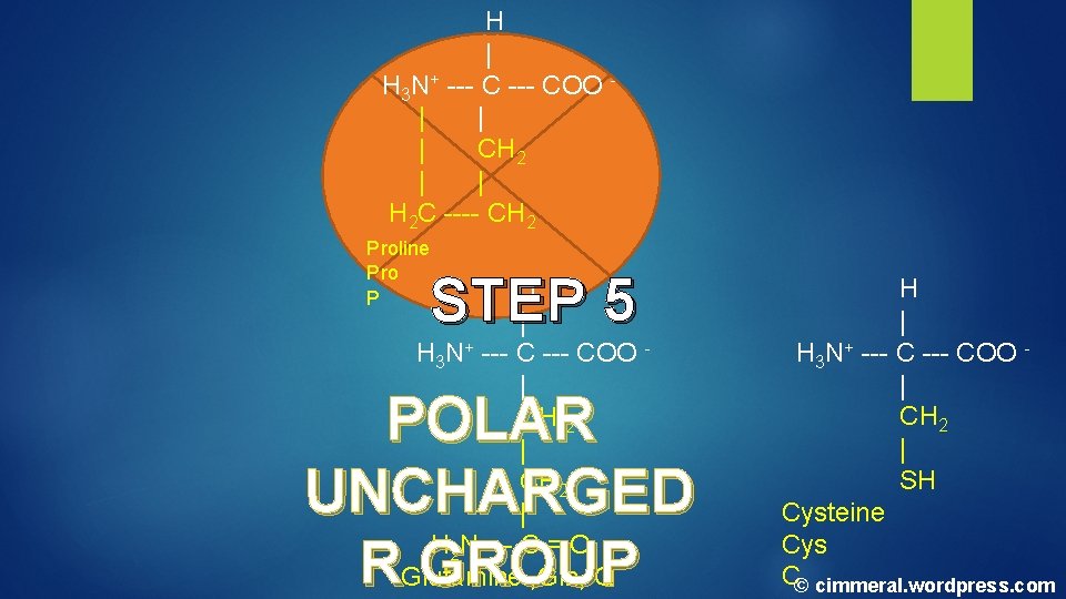H | H 3 N+ --- COO | | | CH 2 | | H | H 3 N+ --- COO | | | CH 2 | |