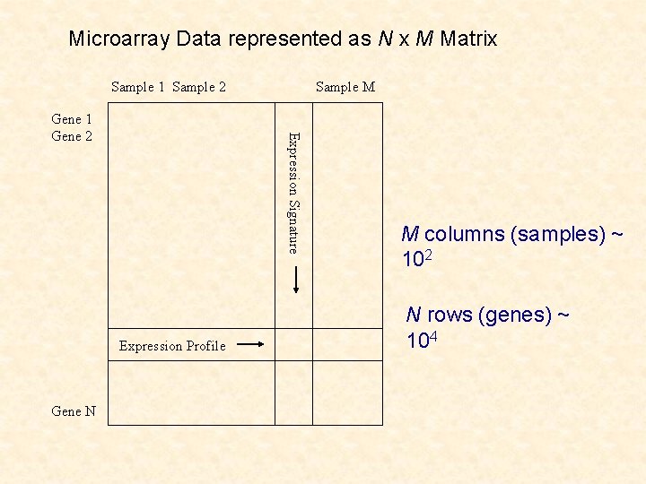 Microarray Data represented as N x M Matrix Sample 1 Sample 2 Expression Signature
