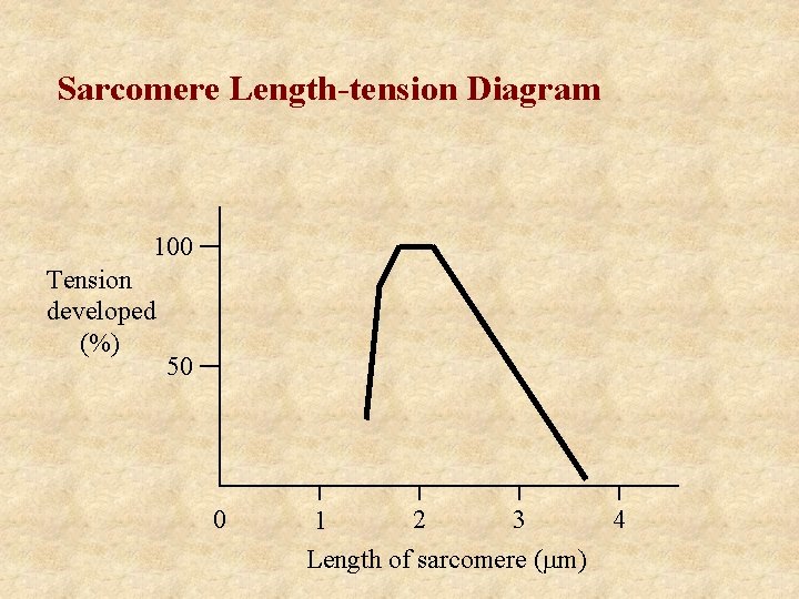 Sarcomere Length-tension Diagram 100 Tension developed (%) 50 0 2 3 4 1 Length