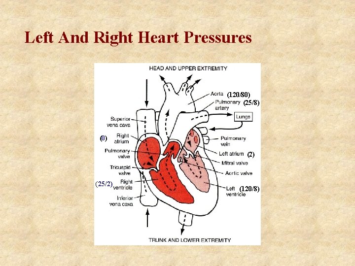 Left And Right Heart Pressures (120/80) (25/8) (0) (25/2) (120/8) 