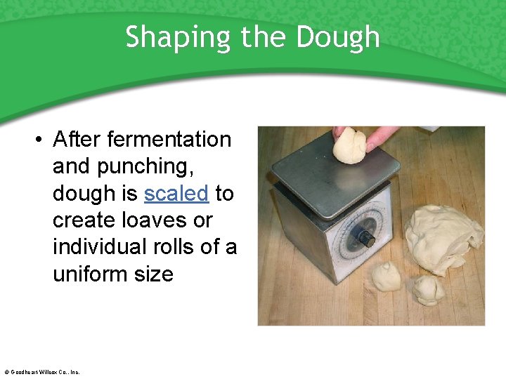 Shaping the Dough • After fermentation and punching, dough is scaled to create loaves