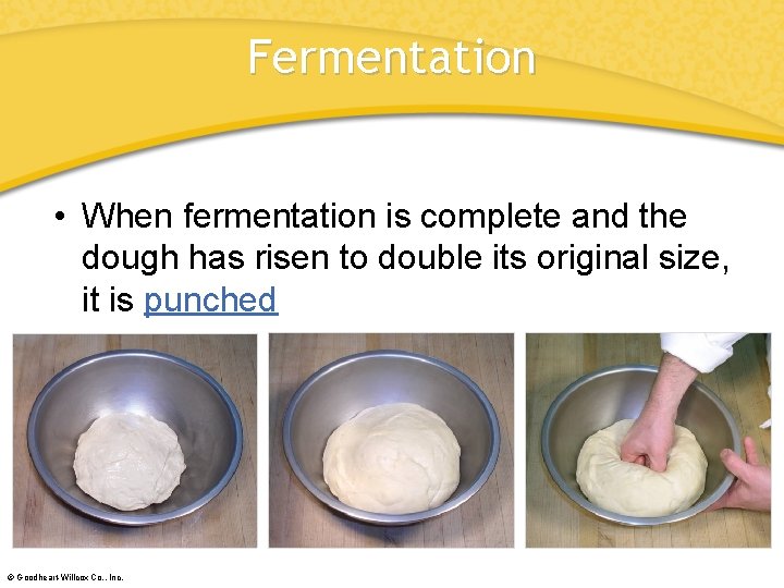 Fermentation • When fermentation is complete and the dough has risen to double its