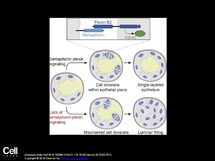 Developmental Cell 2015 33299 -313 DOI: (10. 1016/j. devcel. 2015. 02. 001) Copyright ©