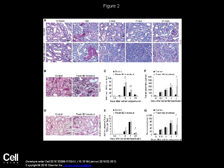 Figure 2 Developmental Cell 2015 33299 -313 DOI: (10. 1016/j. devcel. 2015. 02. 001)