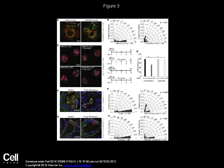 Figure 3 Developmental Cell 2015 33299 -313 DOI: (10. 1016/j. devcel. 2015. 02. 001)