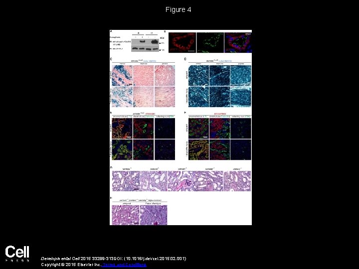 Figure 4 Developmental Cell 2015 33299 -313 DOI: (10. 1016/j. devcel. 2015. 02. 001)