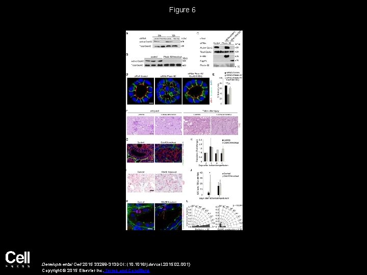 Figure 6 Developmental Cell 2015 33299 -313 DOI: (10. 1016/j. devcel. 2015. 02. 001)