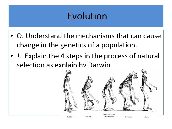 Evolution • O. Understand the mechanisms that can cause change in the genetics of