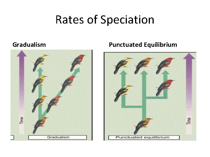 Rates of Speciation Gradualism Punctuated Equilibrium 