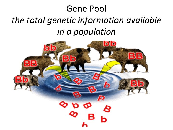 Gene Pool the total genetic information available in a population 