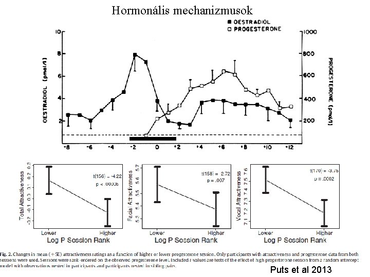 Hormonális mechanizmusok Puts et al 2013 