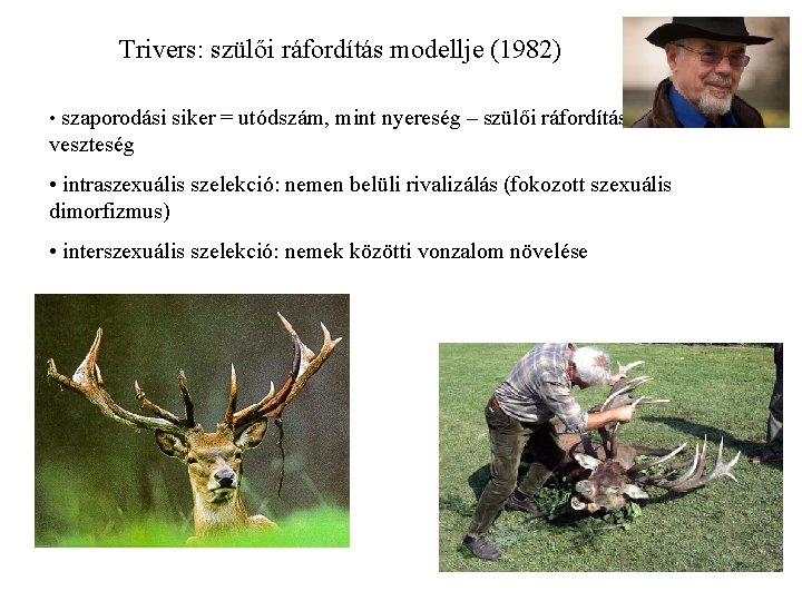 Trivers: szülői ráfordítás modellje (1982) • szaporodási siker = utódszám, mint nyereség – szülői