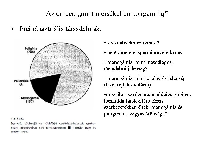 Az ember, „mint mérsékelten poligám faj” • Preindusztriális társadalmak: • szexuális dimorfizmus ? •