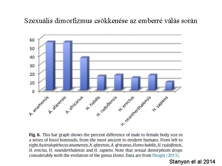 Szexuális dimorfizmus csökkenése az emberré válás során Stanyon et al 2014 