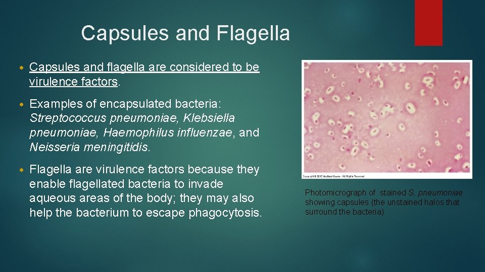 Capsules and Flagella • Capsules and flagella are considered to be virulence factors. •