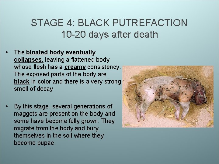 STAGE 4: BLACK PUTREFACTION 10 -20 days after death • The bloated body eventually