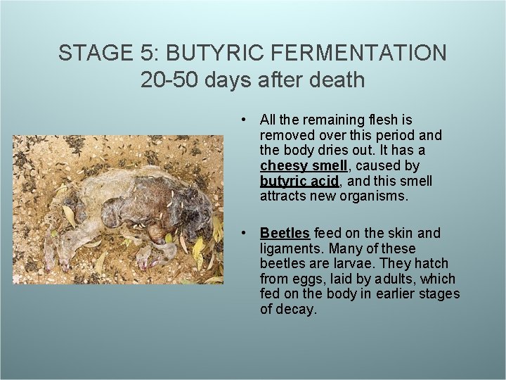 STAGE 5: BUTYRIC FERMENTATION 20 -50 days after death • All the remaining flesh