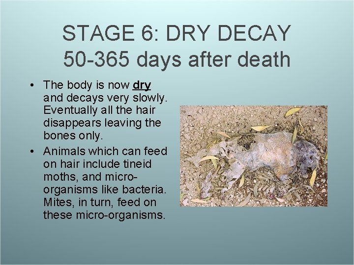 STAGE 6: DRY DECAY 50 -365 days after death • The body is now