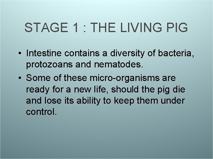 STAGE 1 : THE LIVING PIG • Intestine contains a diversity of bacteria, protozoans