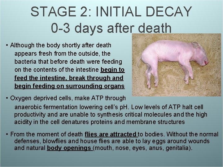 STAGE 2: INITIAL DECAY 0 -3 days after death • Although the body shortly